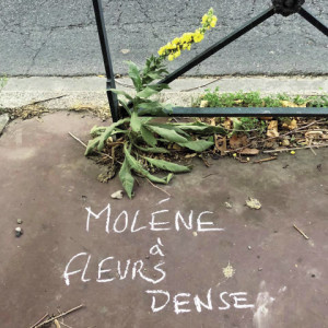 MOLENE À FLEURS DENSE_opt